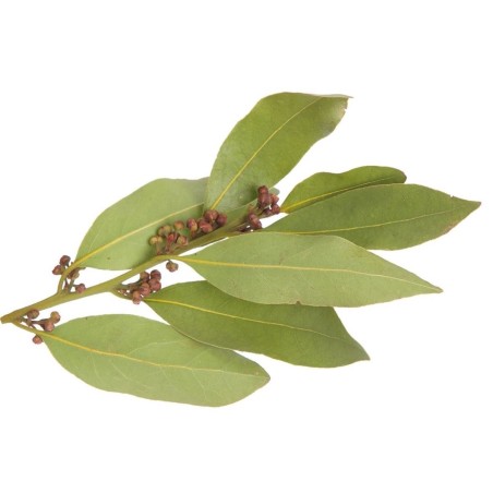CHAMPU PARA CABELLO GRASO DE AZUFRE Y LAUREL