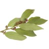 CHAMPU PARA CABELLO GRASO DE AZUFRE Y LAUREL