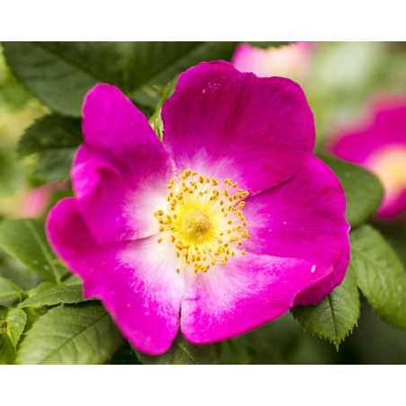 GEL DE BAÑO ROSA MOSQUETA